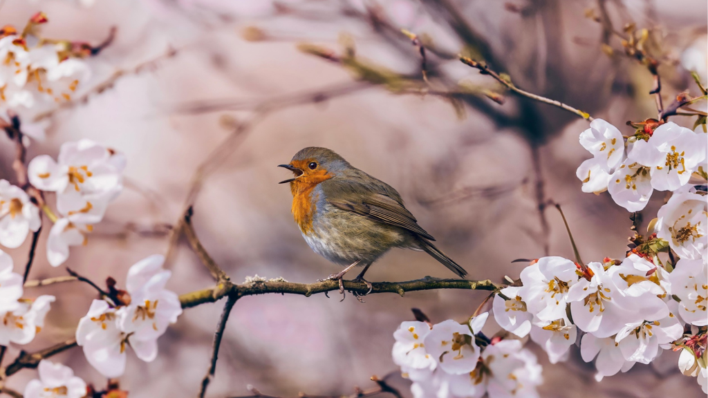 bird 1920 1080 bird 1920 1080