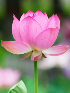 certification 900 1200 certification 900 1200