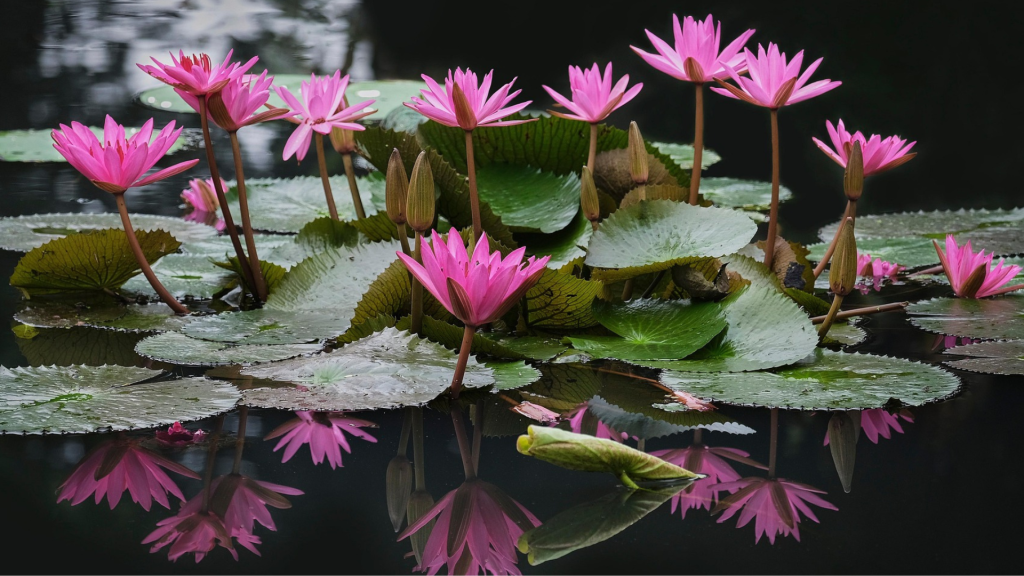 online offerings 1920 1080 online offerings 1920 1080