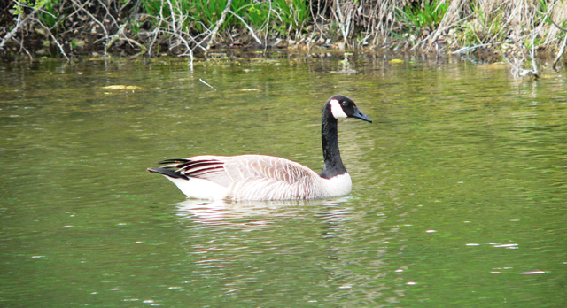 lurec animals canada goose