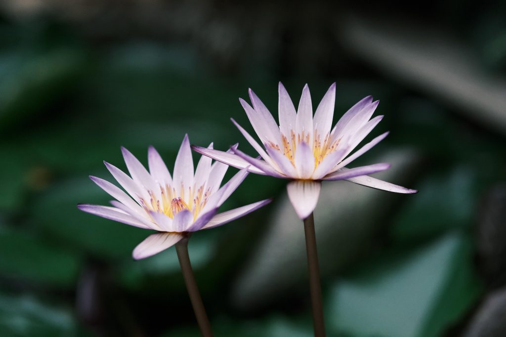 lotus flowers