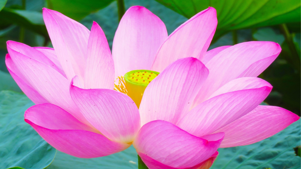 lotus retreat2 lotus retreat2